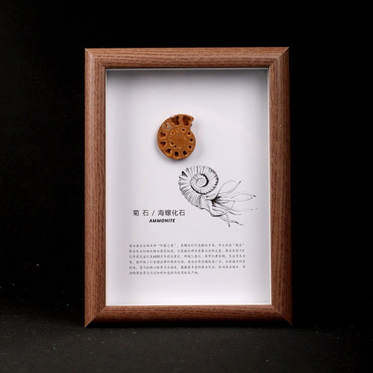 Fossilized Turban Shell Picture Frame