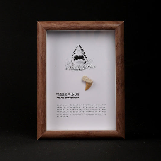 Ear-toothed Shark Tooth Fossil Picture Frame