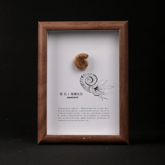 Conch Shell Fossil Picture Frame