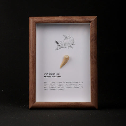 Spiny Dogfish Tooth Fossil Picture Frame
